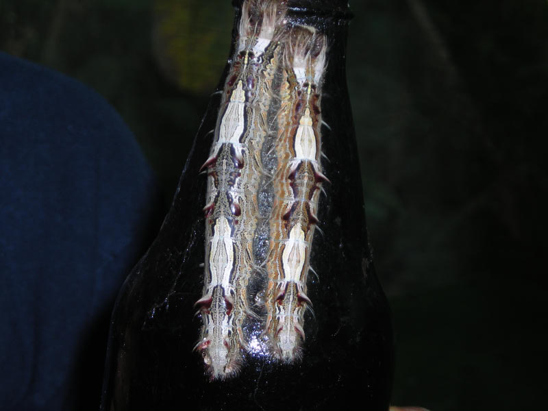 DSCN1866