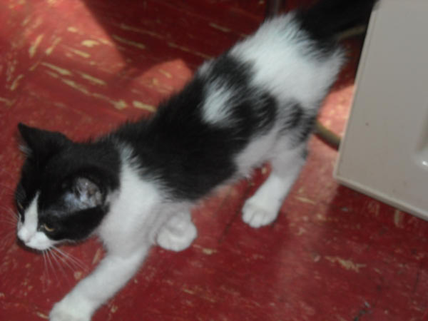 wave_msission2k9_0166