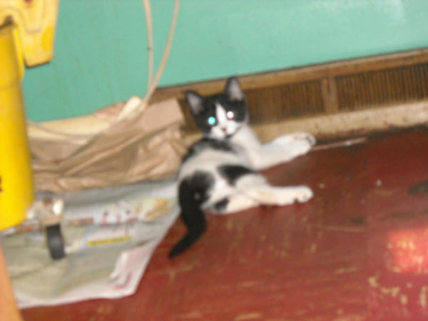 wave_msission2k9_0167